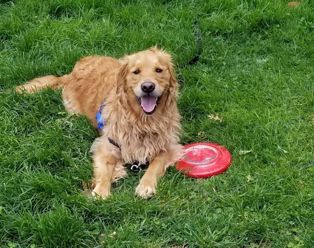 Frisbee with me