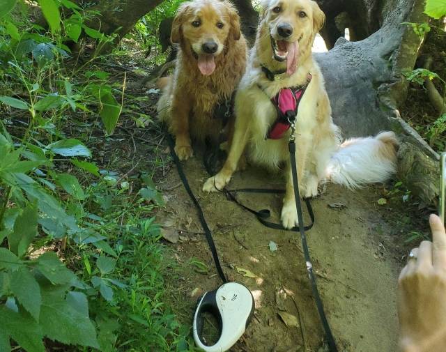 Pawsing the adventure for a picture