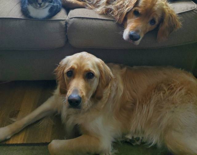 Family is furever
