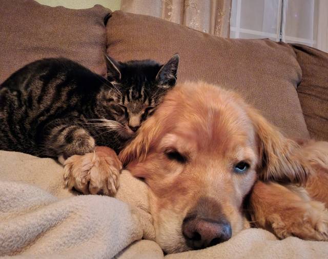 Pillow pet