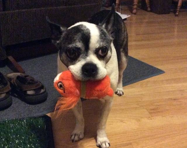 Gracie Girl Gallery Image 6