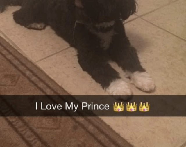 Prince Gallery Image 2