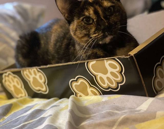 Bella Profile Image