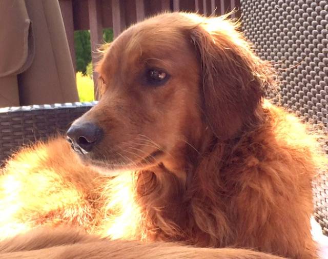 Rusty- Hero 822 Profile Image