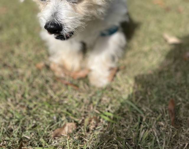Gizmo Profile Image