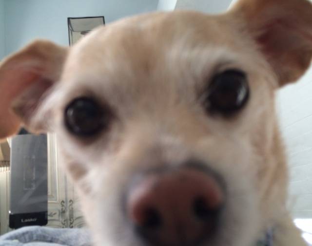 Pippin Underfoot Gallery Image 1