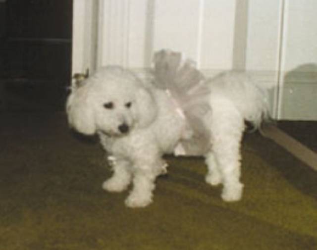 COOKIE PICCOLINA Gallery Image 2