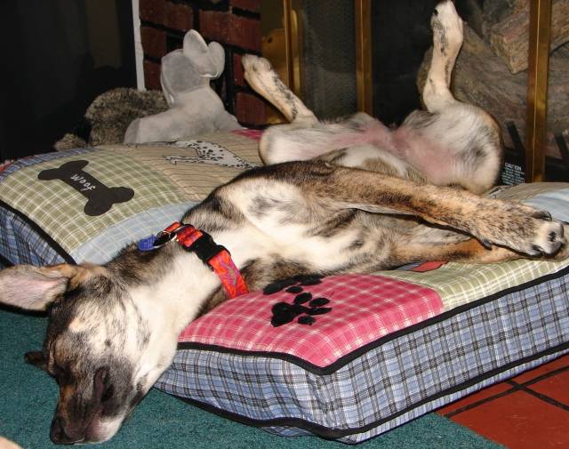 Typical sleeping position.