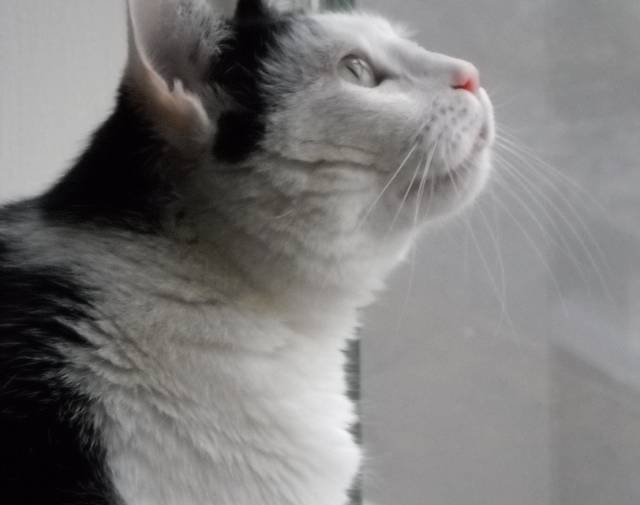Zuma at the window