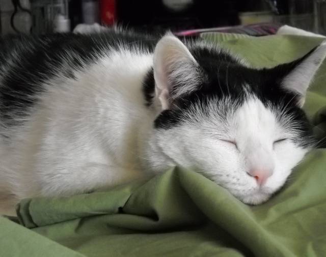 A nice morning nap