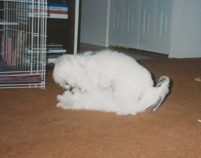 Dusty Gallery Image 3