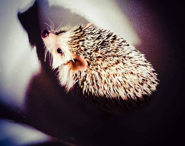 Sonic Munoz Gallery Image 2