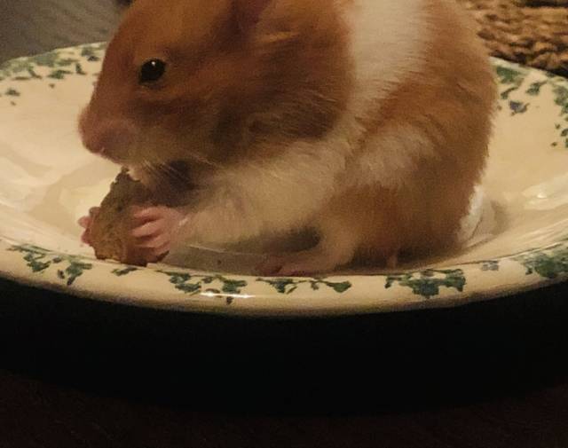 Cookie Profile Image