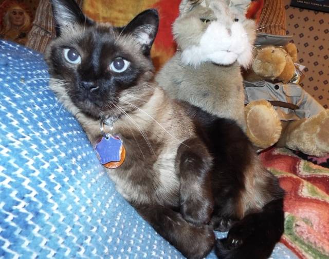 Mr. Kitty  Gallery Image 5