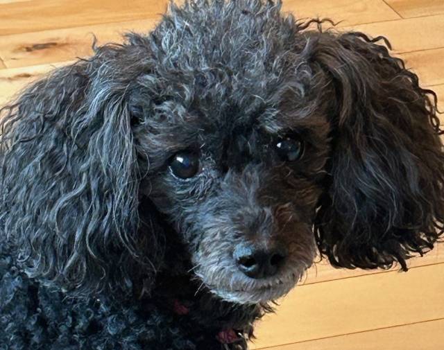 Gigi Profile Image