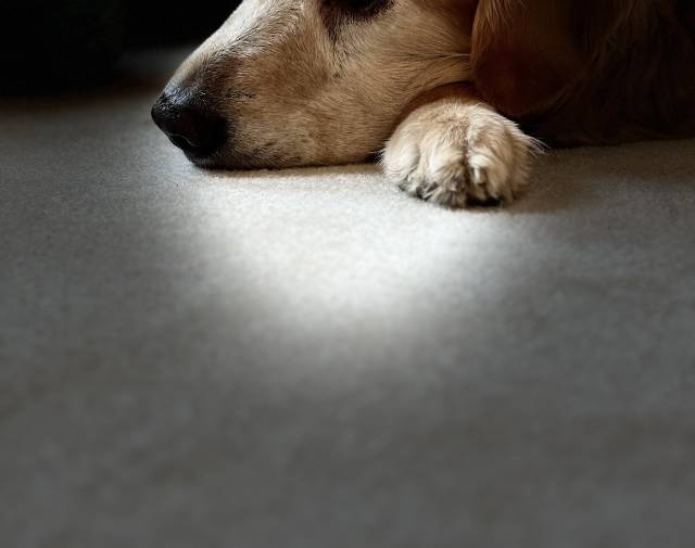 Lucy Gallery Image 8
