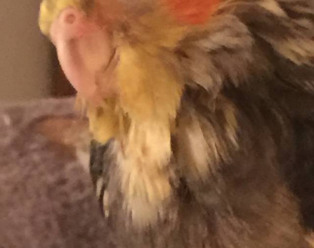 Sweetie Tiel  Gallery Image 3