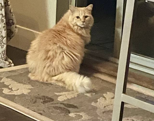 Mr. Tubbs  Gallery Image 8