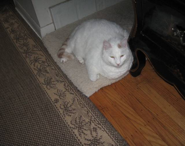 Butterball Profile Image