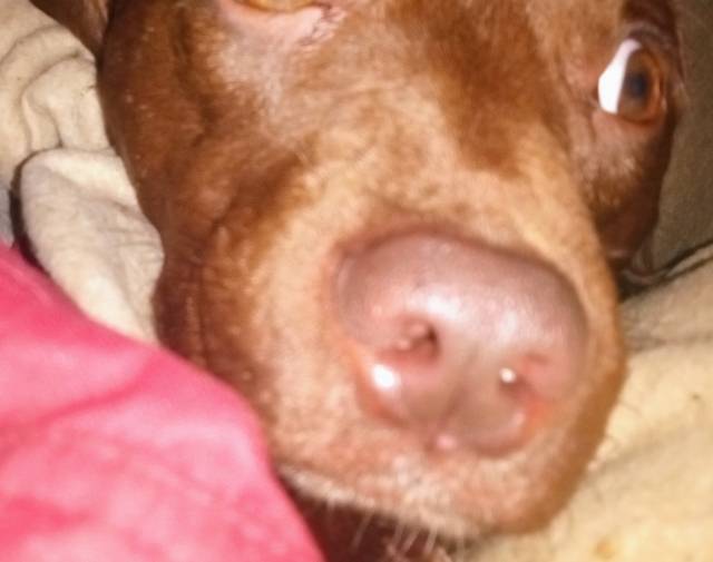 Hershey Brownie  Profile Image