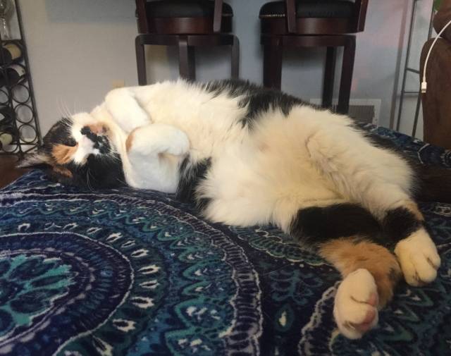 Monster Kitty Gallery Image 8