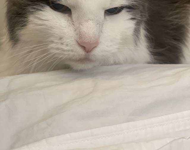 Ming Profile Image