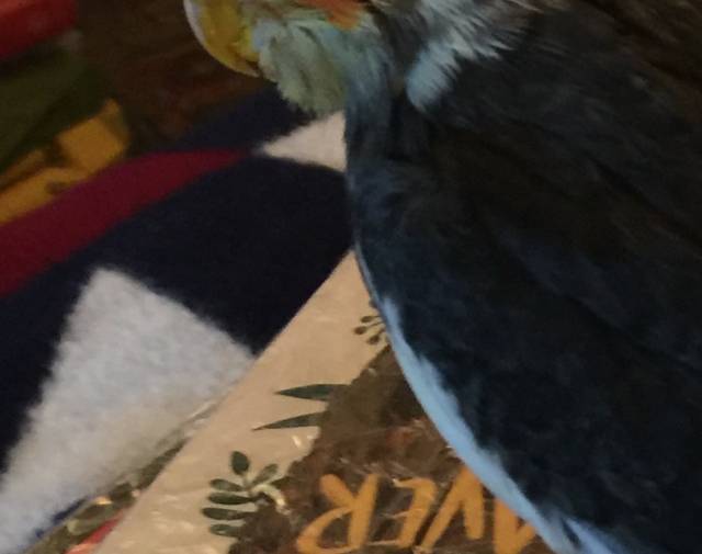 Sweetie Tiel  Gallery Image 2