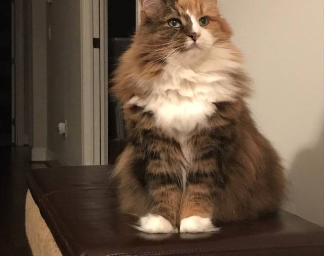 Gabby posing for her glamour shot