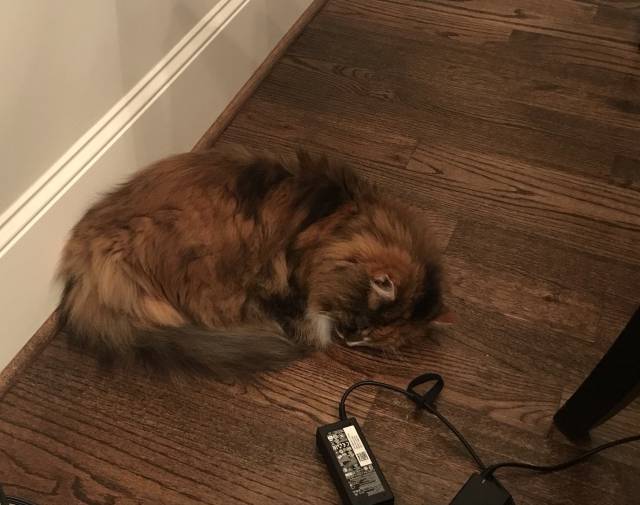 Gabby waiting on Her Human to go to bed
