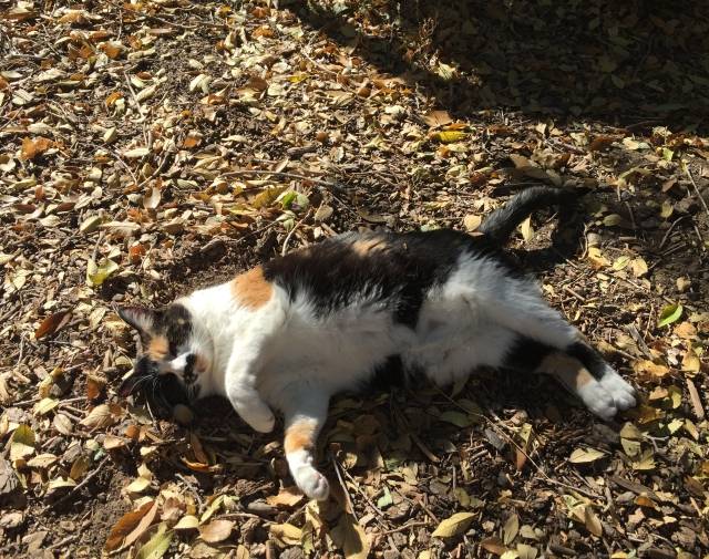 Monster Kitty Gallery Image 7