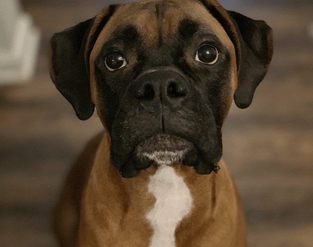 Rex Profile Image