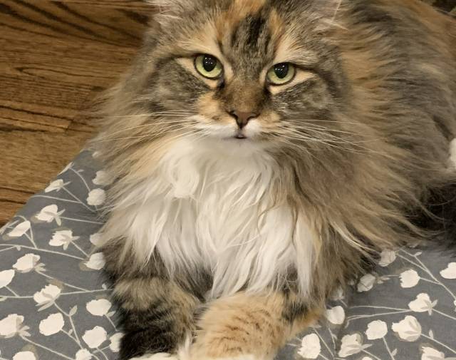 Savannah Profile Image