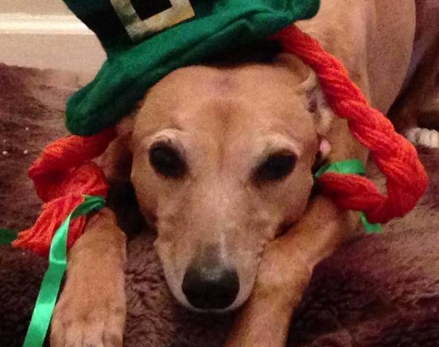 Irish Profile Image