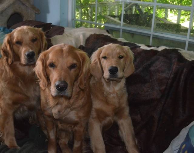 GingerSnap with Josey and baby Abby