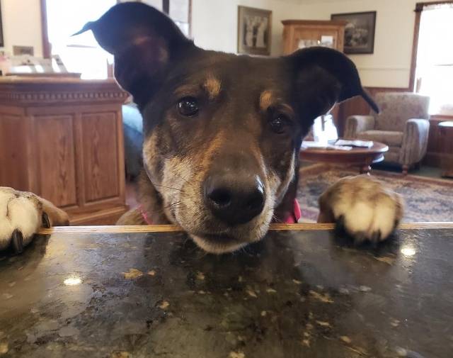 Kootenai Profile Image