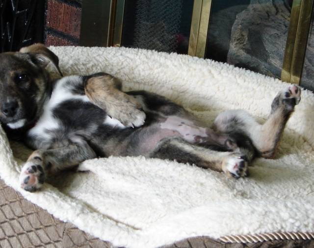 Relaxed little pup