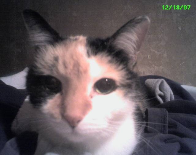 Tigger Gallery Image 4