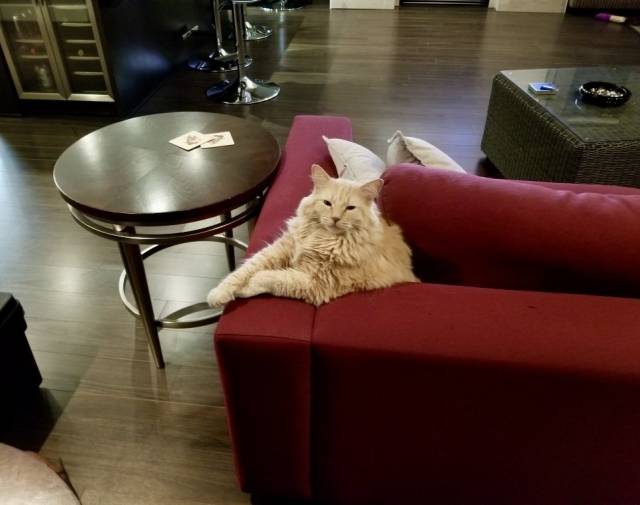 Mr. Tubbs  Gallery Image 7