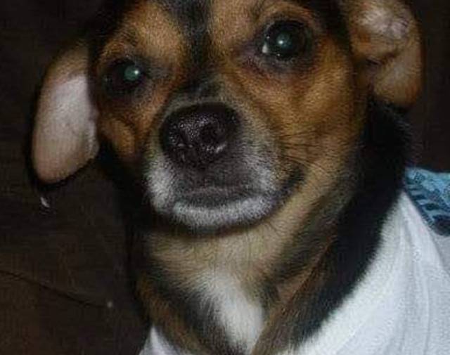 Harley Joe Golly Gallery Image 5