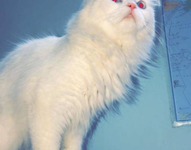 Sherlock Quraysh Profile Image
