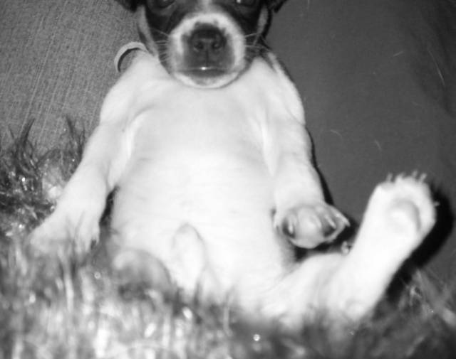 Gizmo the Great Gallery Image 1