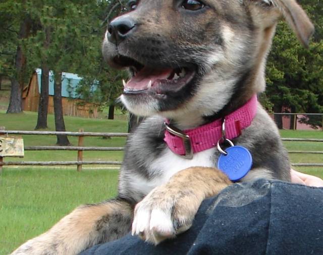 Happy puppy
