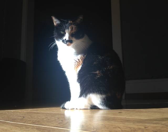 Monster Kitty Gallery Image 8