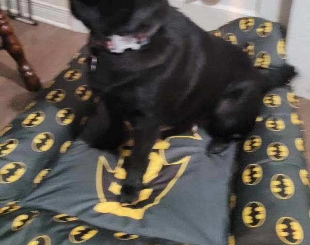 Bella Profile Image