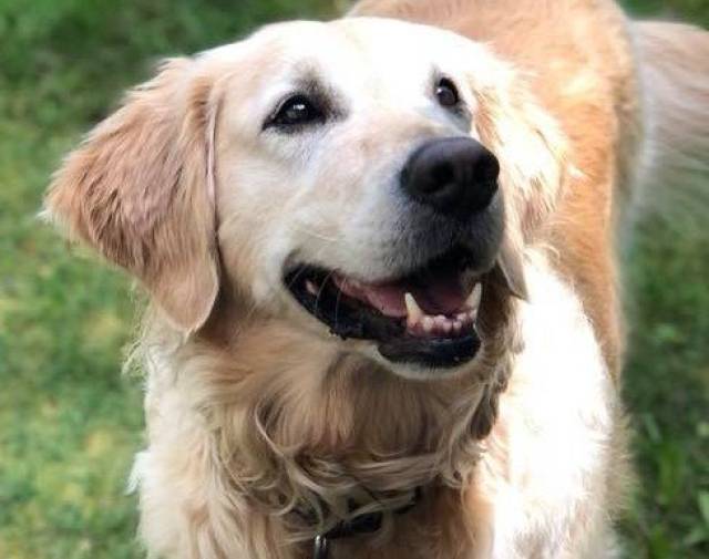 Sunny SuperDog 2012 - 2024 Profile Image
