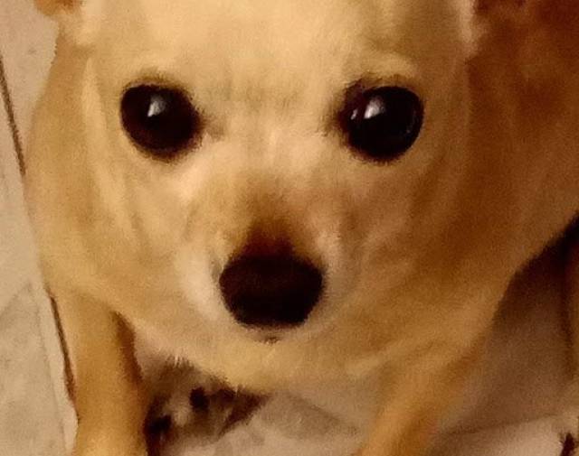 Tinkerbell Profile Image